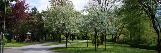 Apfelbaum-Frühjahr