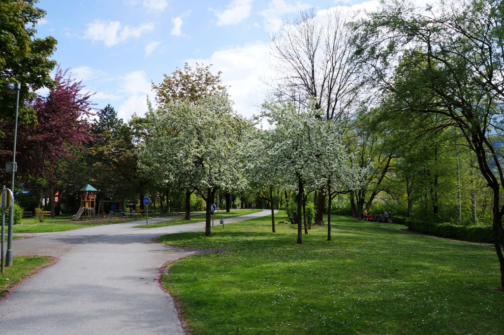 Apfelbaum im Frühjahr