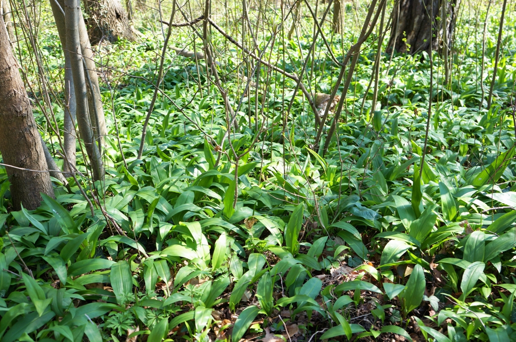 Bärlauch Bärlauchfeld