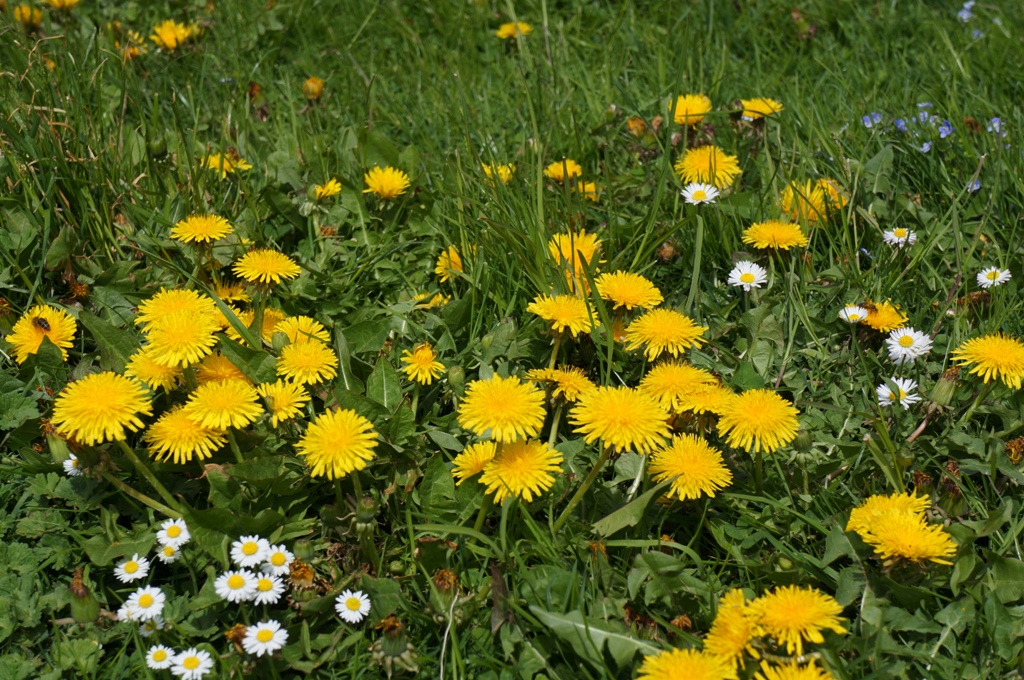 Feld mit Löwenzahn Gänseblümchen