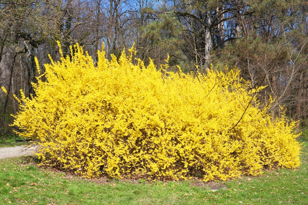 Gelbe Forsythien