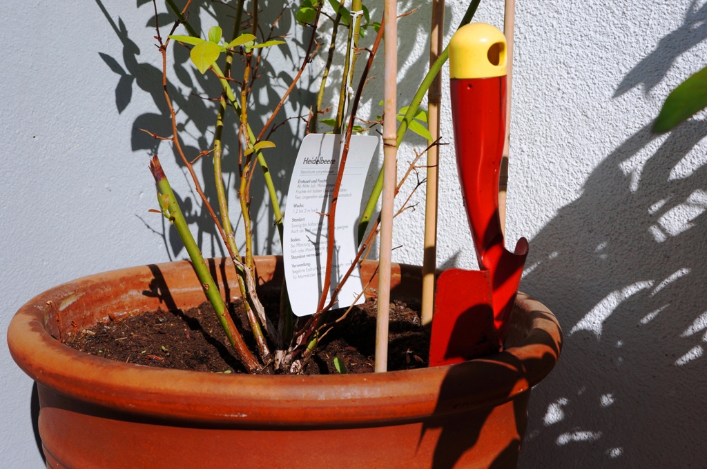 Gartenpflege Balkonpflanzen Heidelbeeren