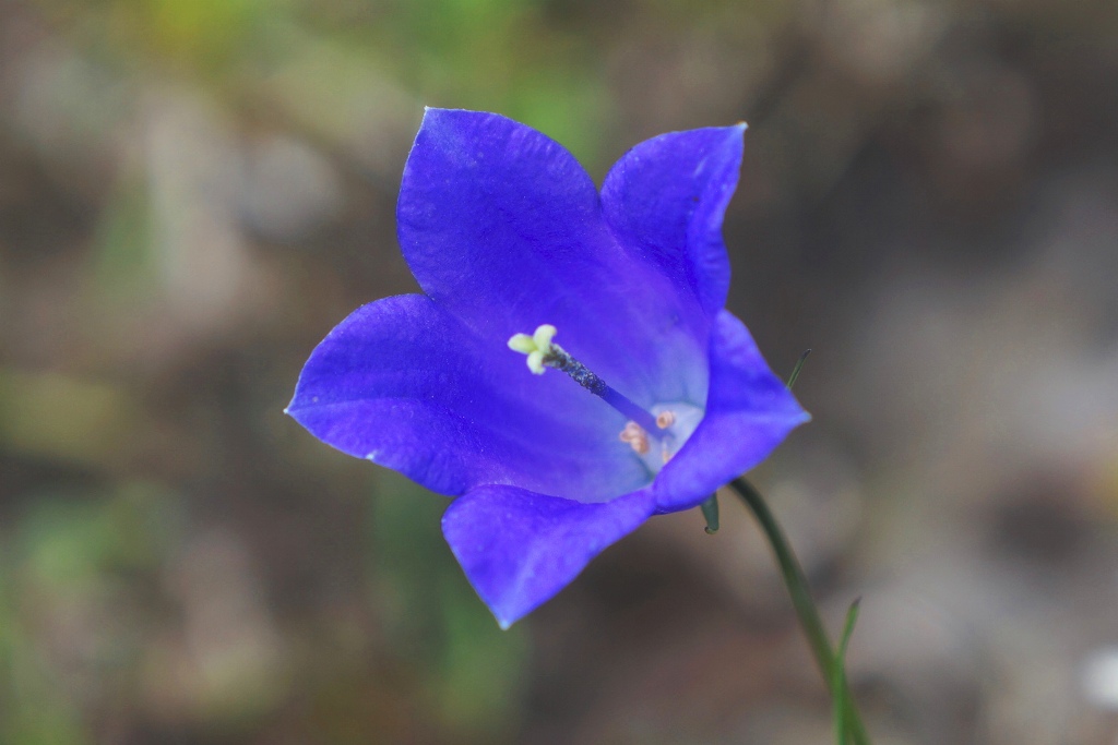 Glockenblume Blüte