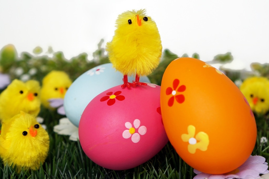 Küken sitzt stolz auf Ostereiern (Ostern) - lizenzfreie Fotos / Bilder ...