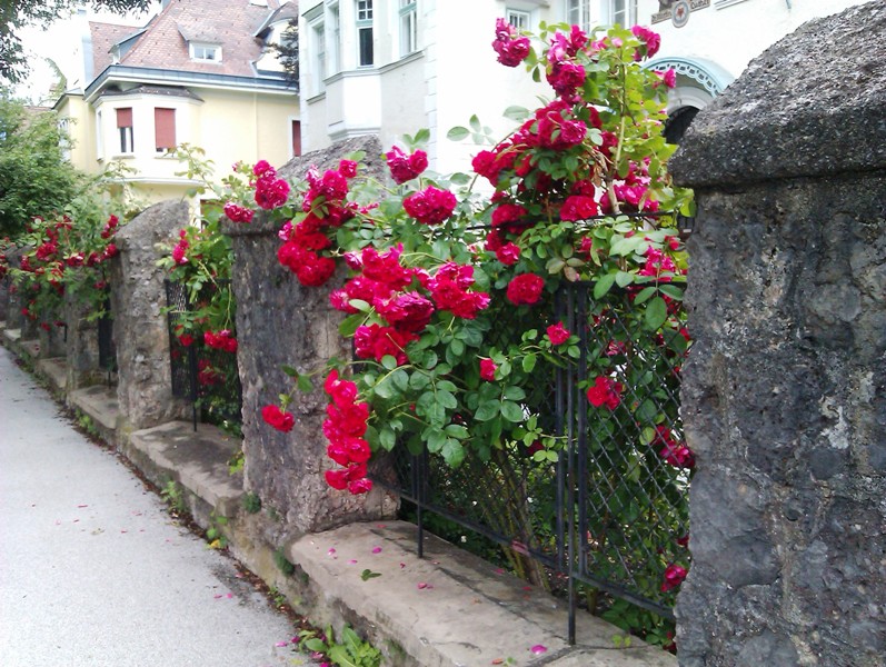 Rosen Blumen