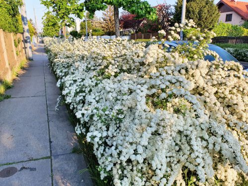 Spirea Hecke