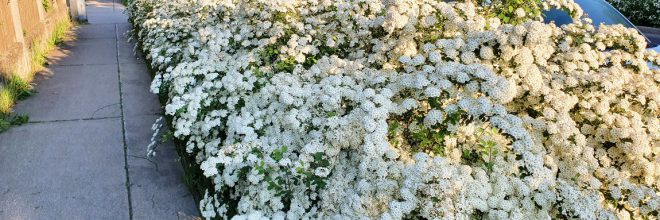 Spirea Hecke