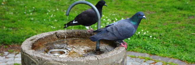 Tauben-am-Brunnen