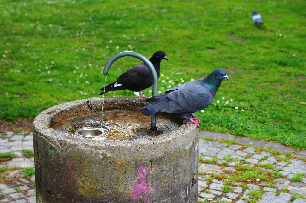 Tauben am Brunnen Wasser