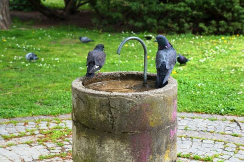 Tauben-beim-trinken