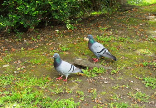 Tauben im Gras / Park - lizenzfreie Bilder | kostenloser Support | Piqza.de