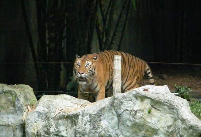 Tiger Thailand