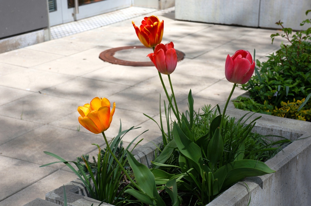 Tulpen bunt – rosa, gelb, rot