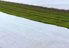 Vliesabdeckung Agrar Acker Feld
