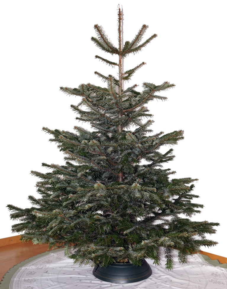 Weihnachtsbaum ungeschmückt