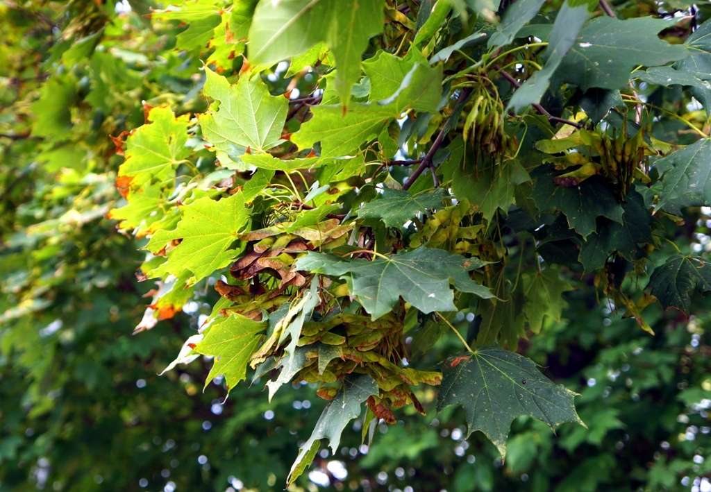 Ahornbaum Herbst