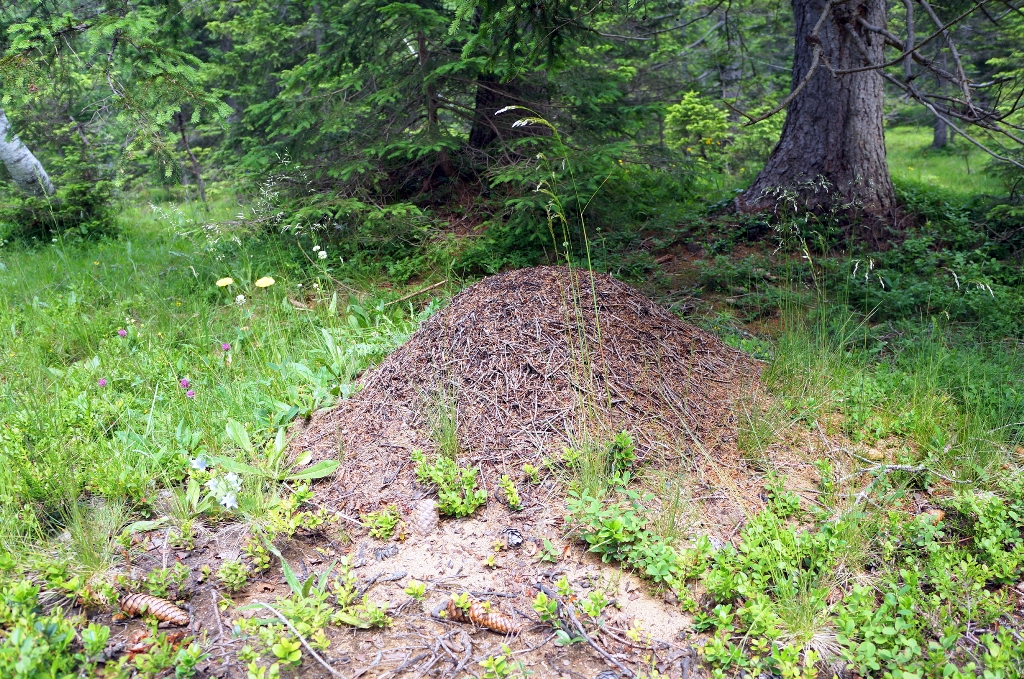 Ameisenhaufen im Wald