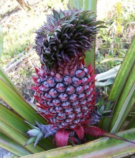 Ananas