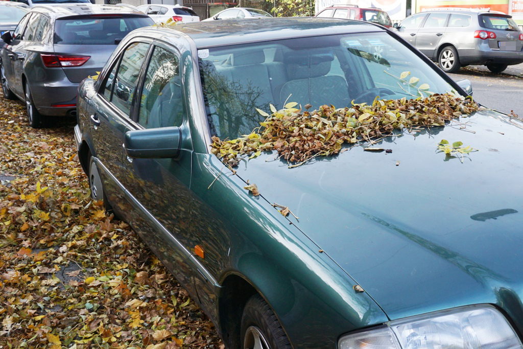 Auto unter Herbstlaub