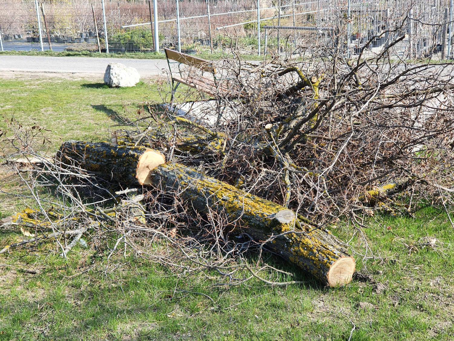 Baumschnitt Schnittgut