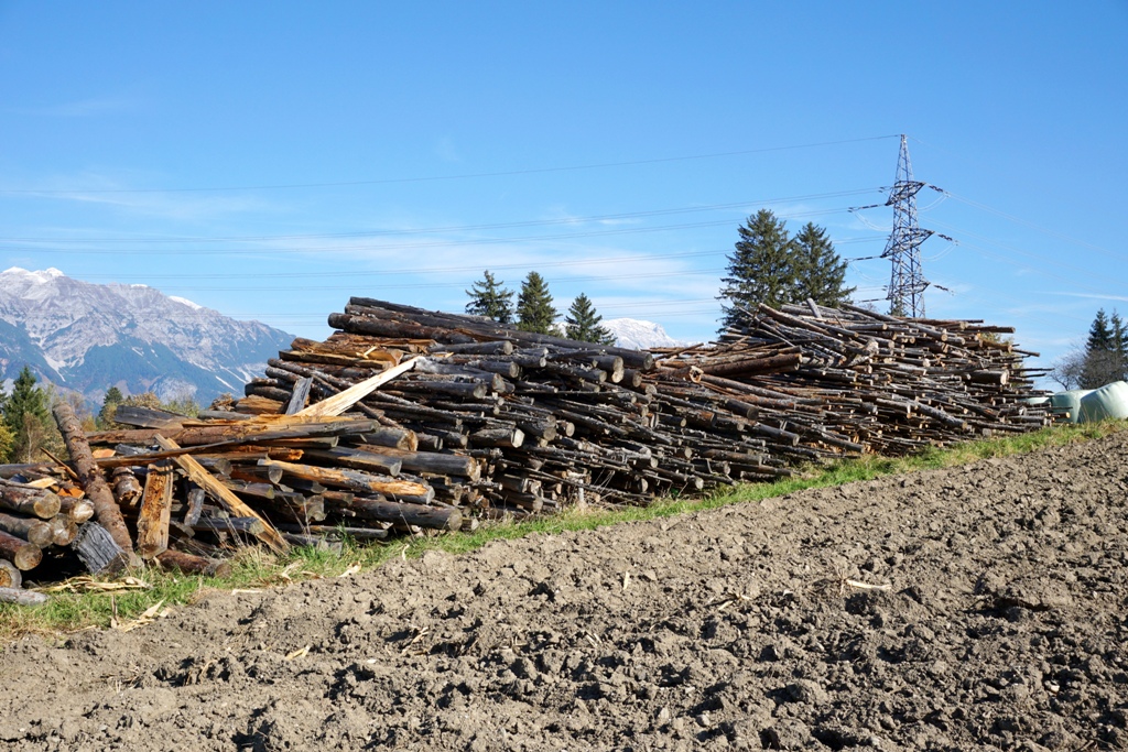 Baumstämme und Hochspannungsleitung