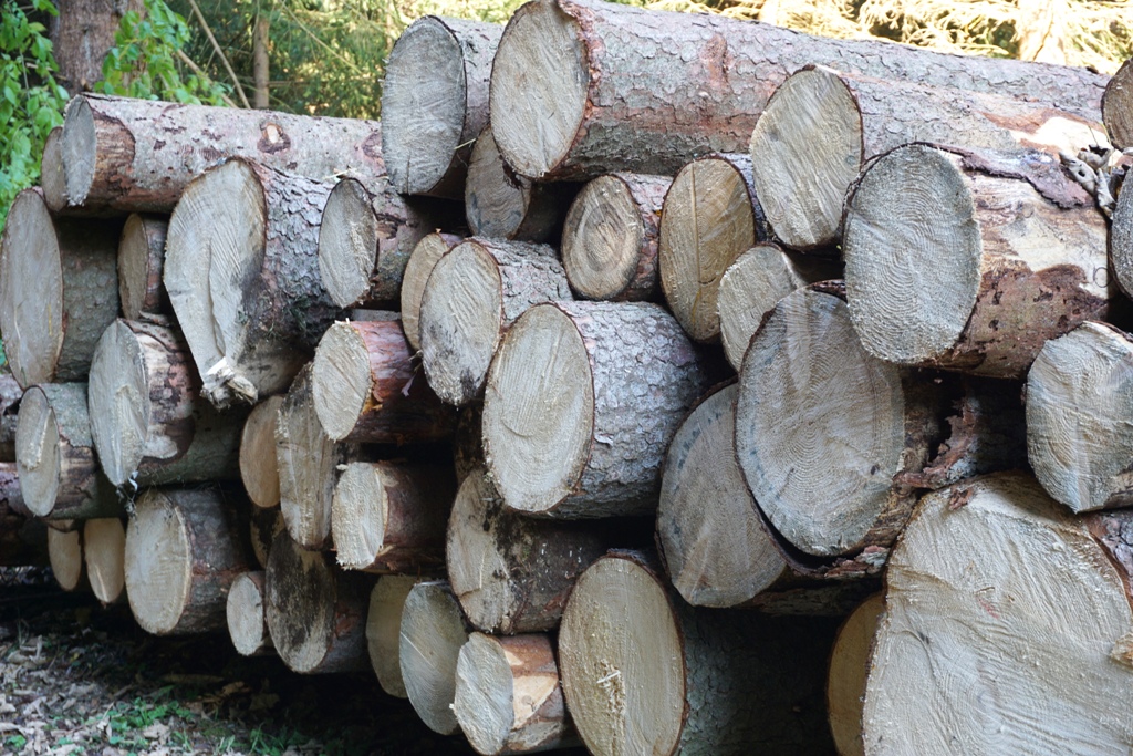 Baumstämme im Wald