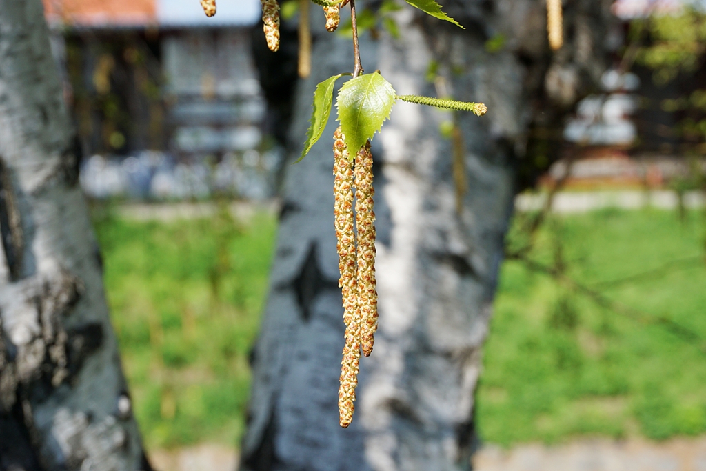 Birke mit Frucht / Nüsschen