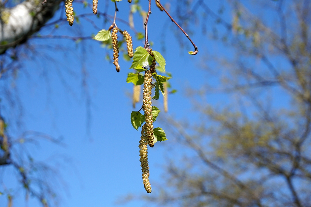 Birke mit Frucht / Nüsse