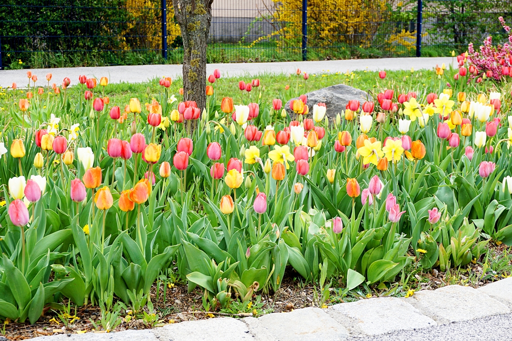 Blumen und Blumenwiese