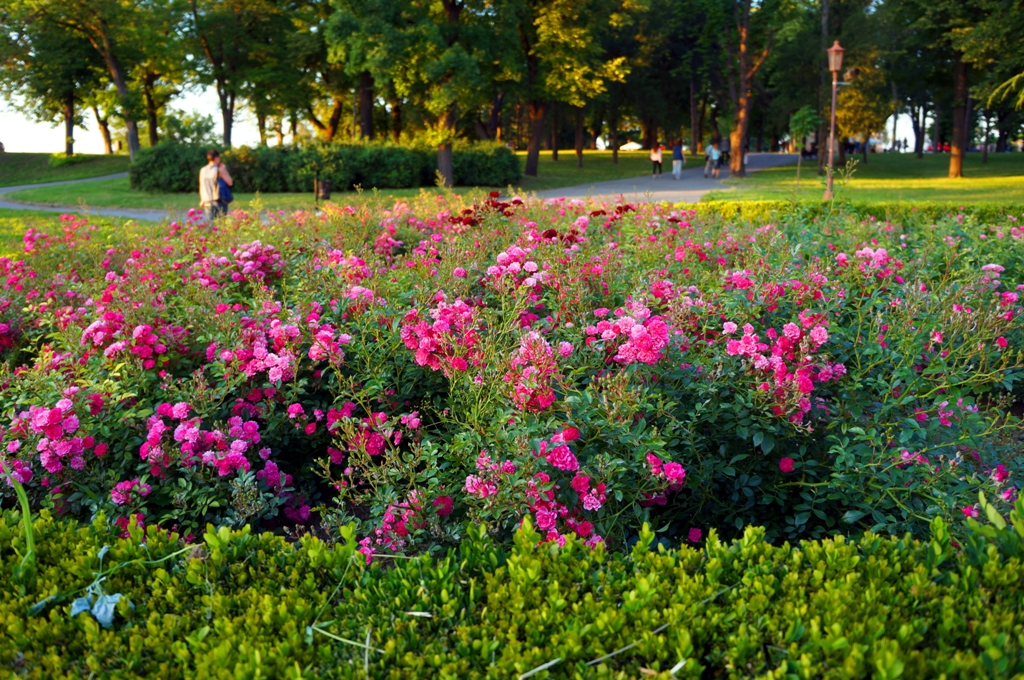 Blumen Festung Kalemegdan Belgrad