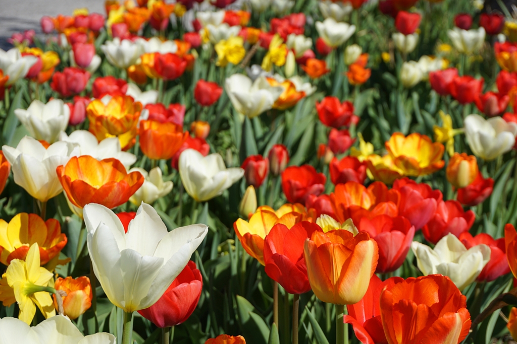 Blumen / Frühling / Tulpenmeer