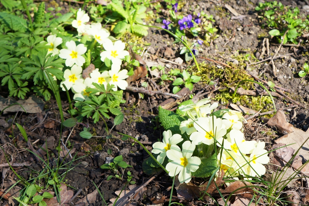 Blumen im Frühjahr