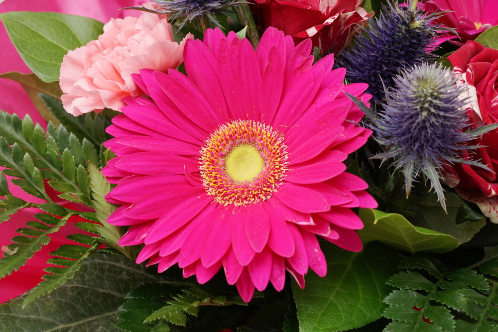 Blumen / Gerbera Pink