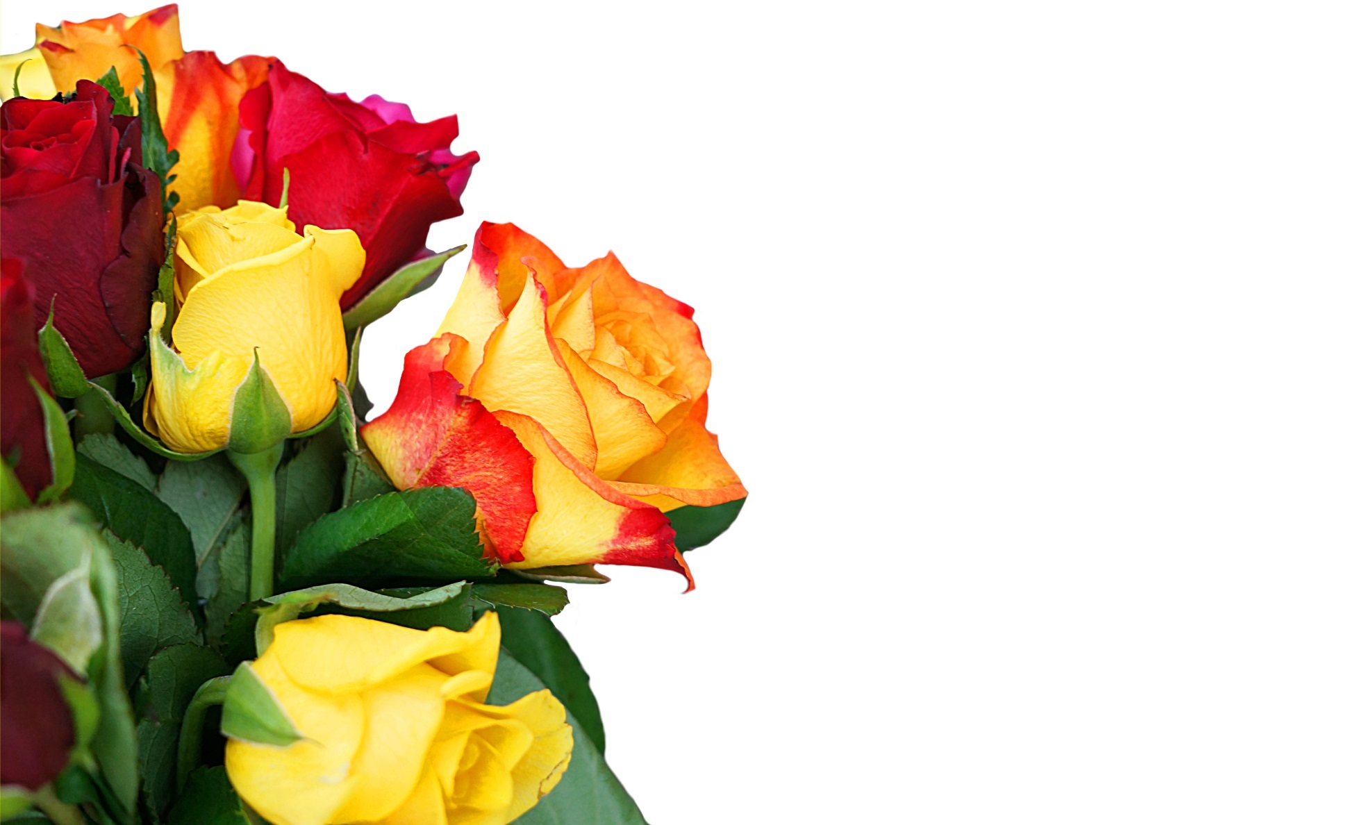 Blumen Grusskarte Lizenzfreie Fotos Bilder Herunterladen Ohne Anmeldung