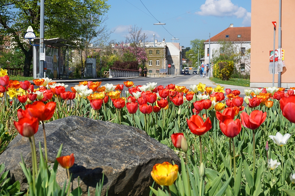 Blumen / Frühling / Tulpen / Narzissen