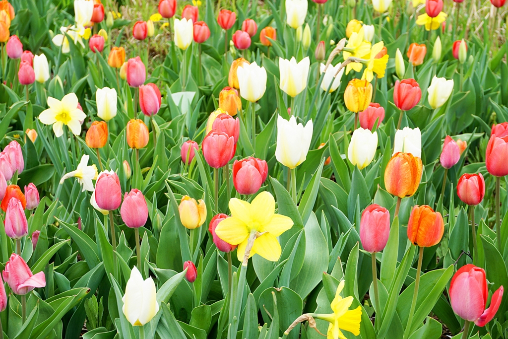 Blumenwiese und Blumen