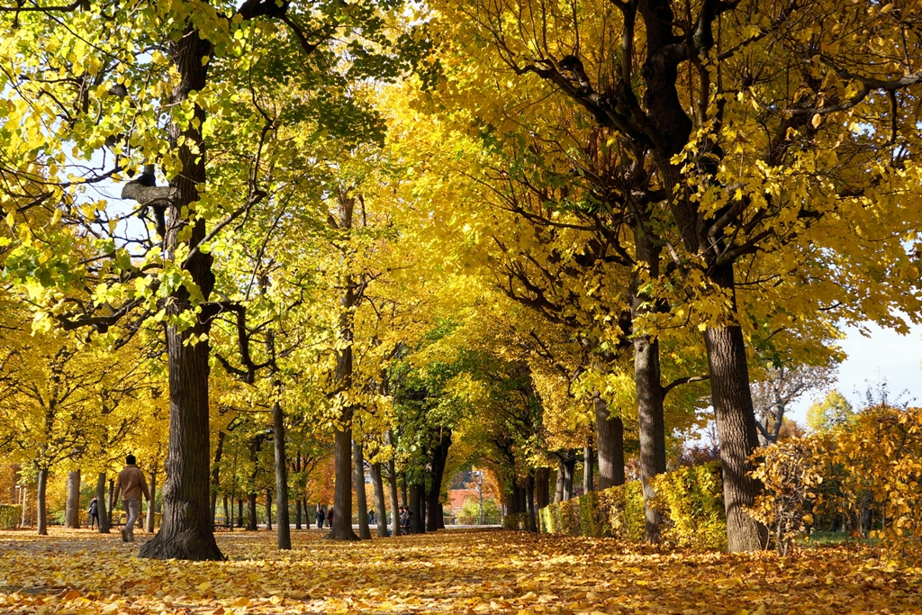 Herbst – Blätter fallen