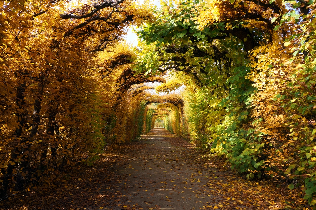 Herbst – buntes Blätterdach