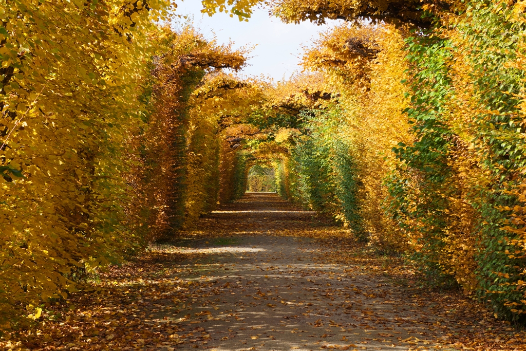 Herbst Blättertunnel