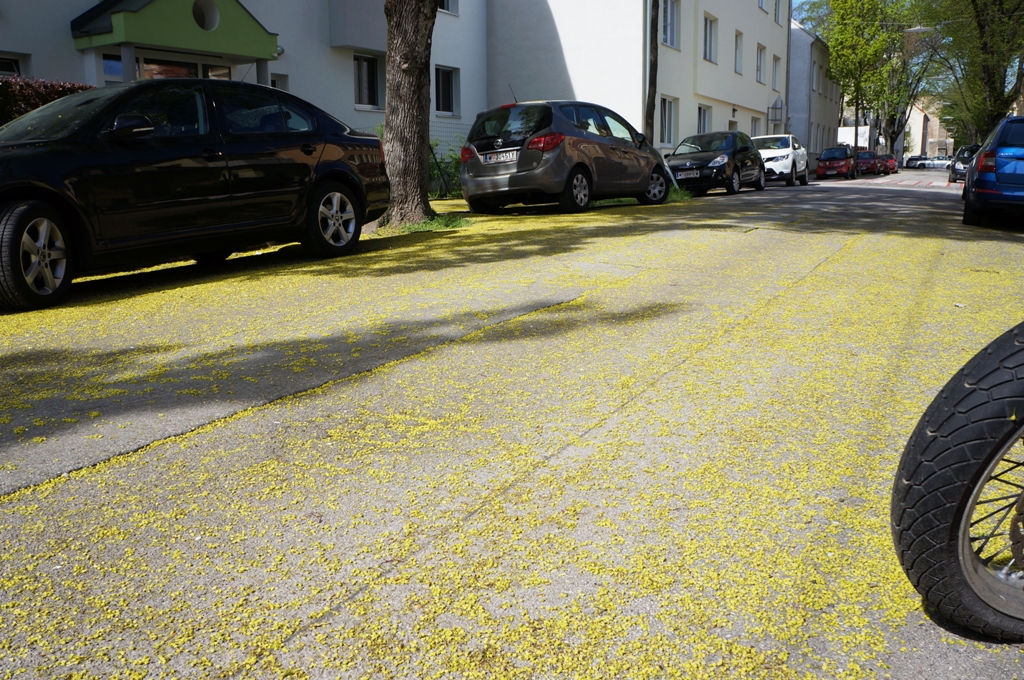 Blütenmeer auf Straße