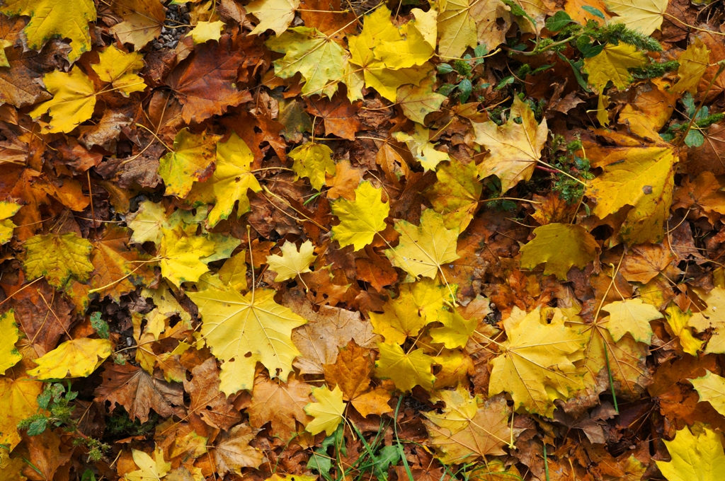 Herbst – bunte Blätter