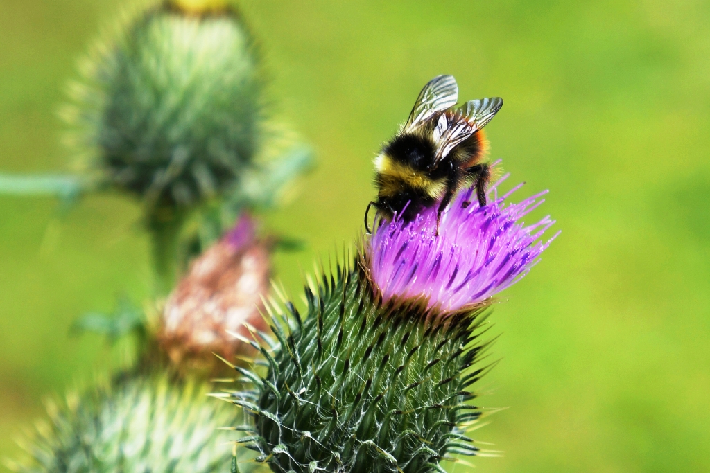 Hummel sitzt auf Distel