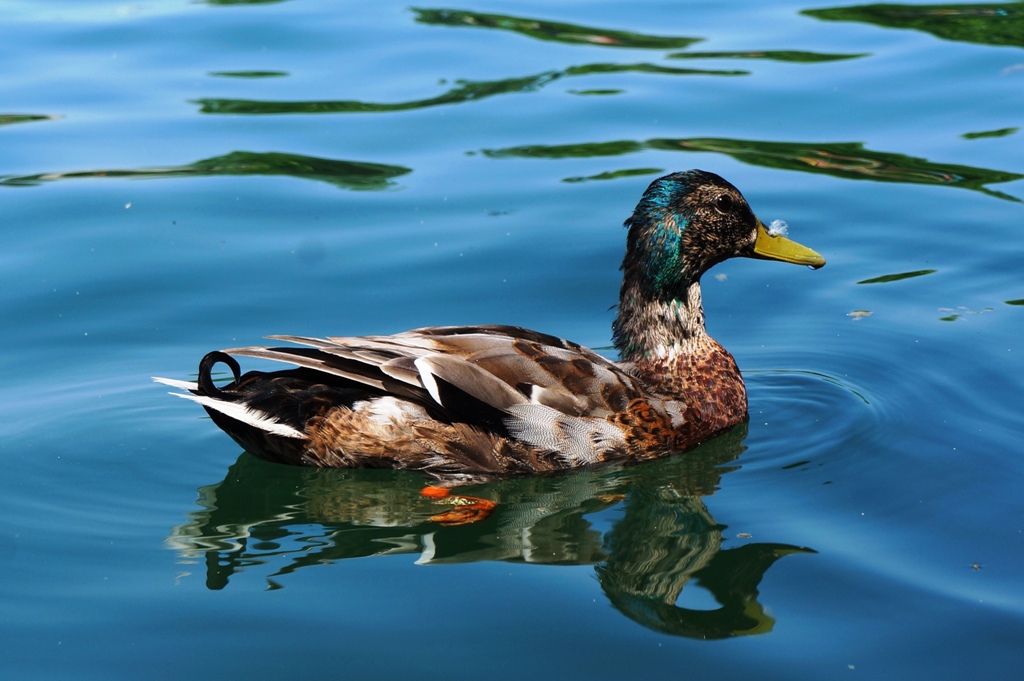 Ente schwimmt im Wasser