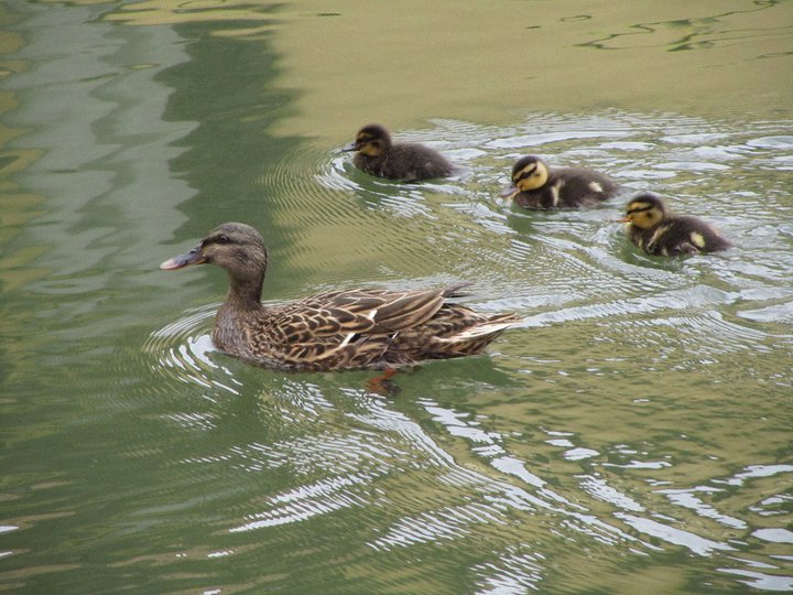 Enten