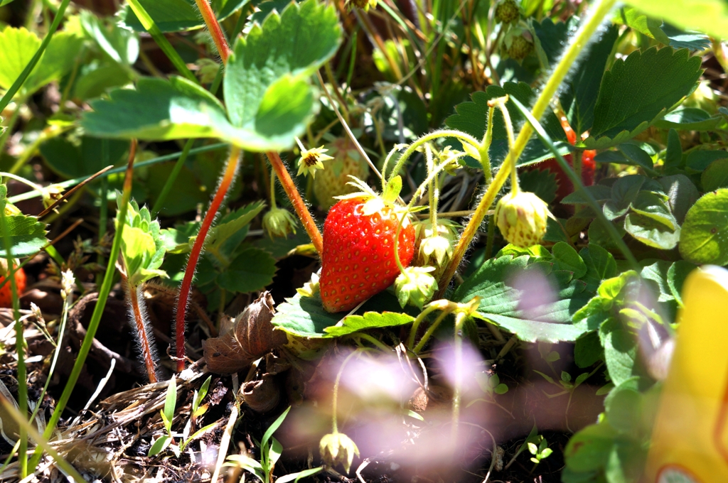 Erdbeerfeld Erdbeeren