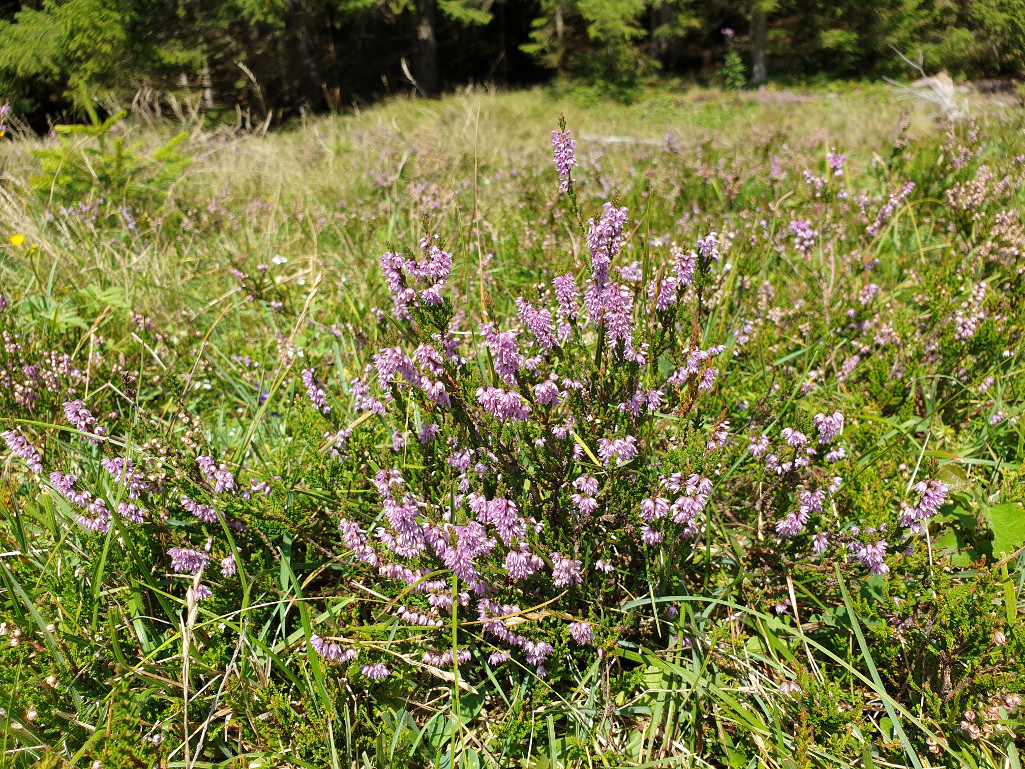 Erika Heidekraut in der Natur