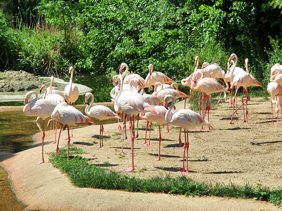 Flamingos