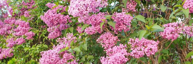 Flieder Strauch Frühling