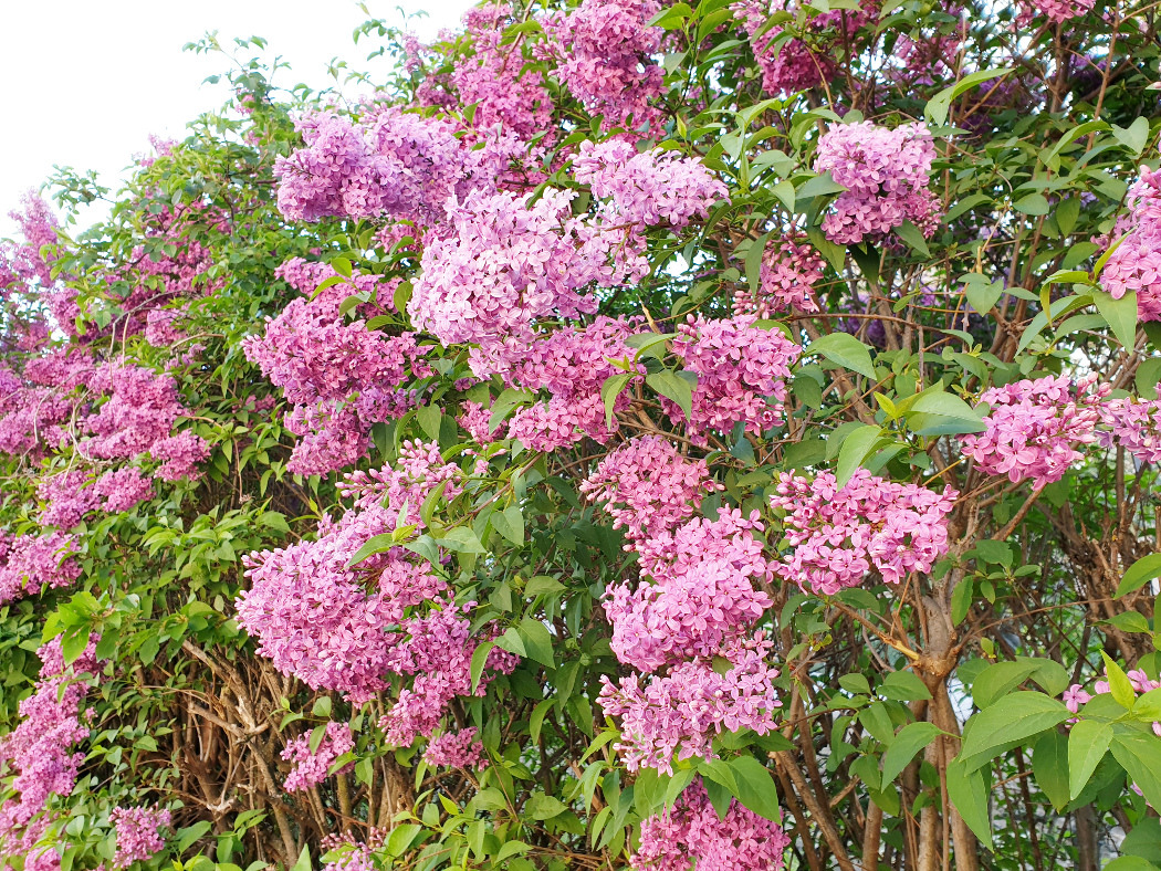 Flieder Strauch Frühling