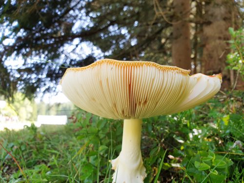 Fliegenpilz Lamellen Wald